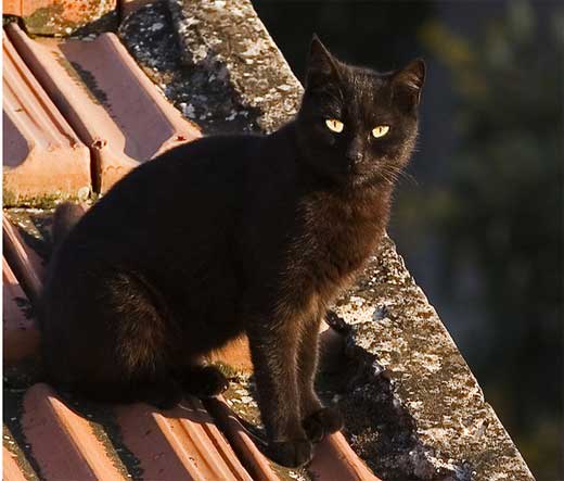 gatto_alla_vicentina-520-b