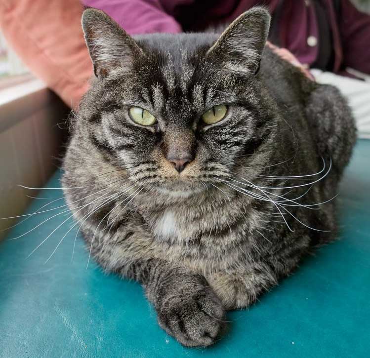 gatto