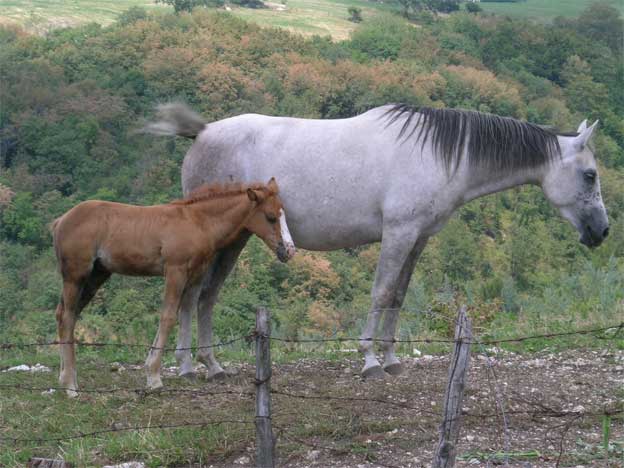 cavalli624