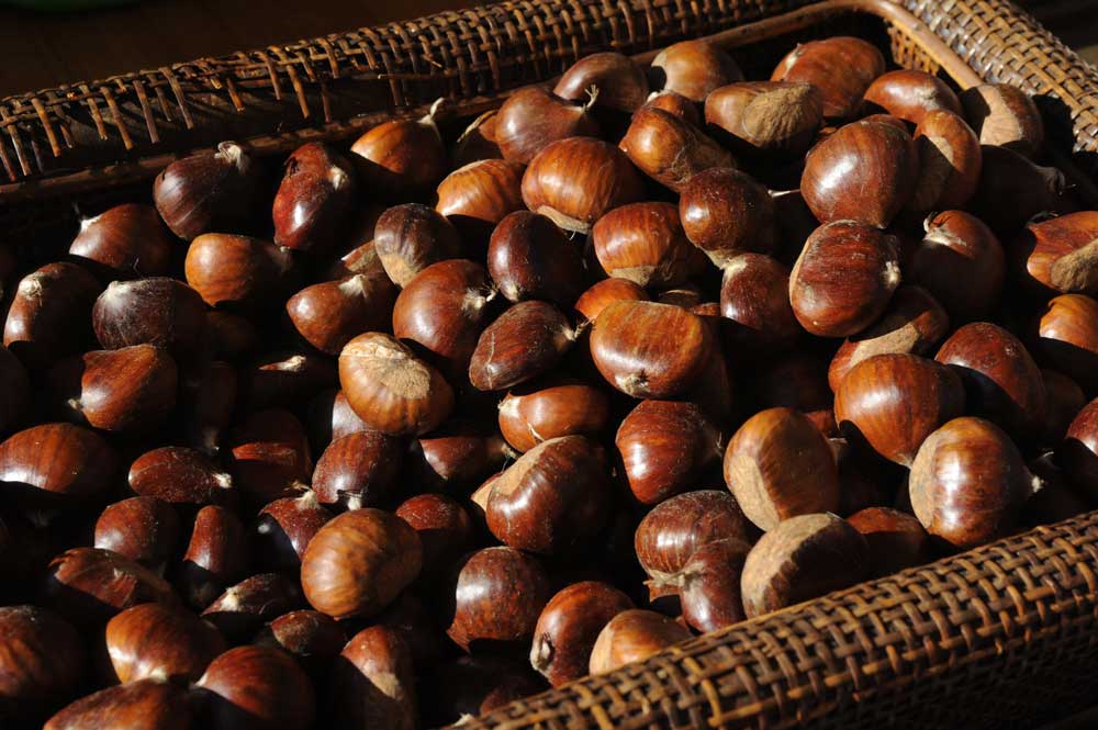 castagne.1000