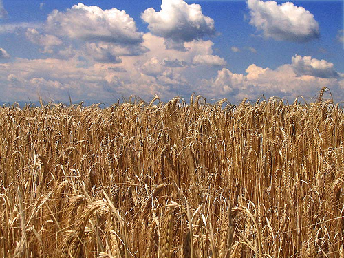 grano