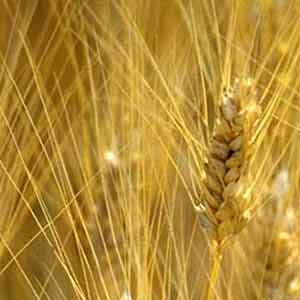 grano