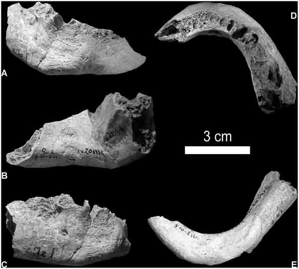 fossile mandibola