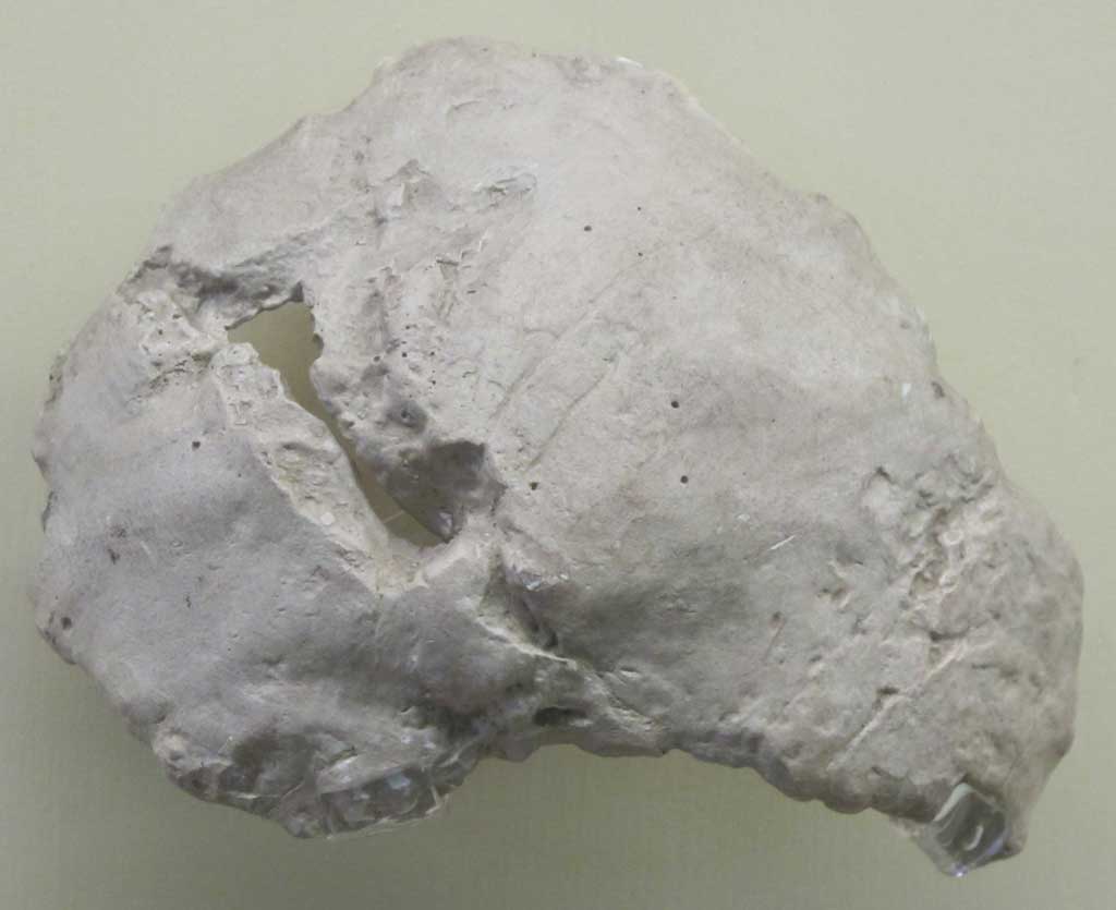 ocipitale-neandertal-riparo-mezzena-1024