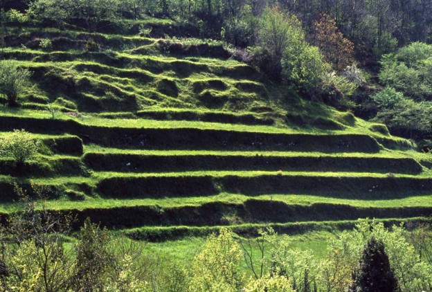 SOS AGRICOLTURA