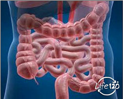 intestinali1