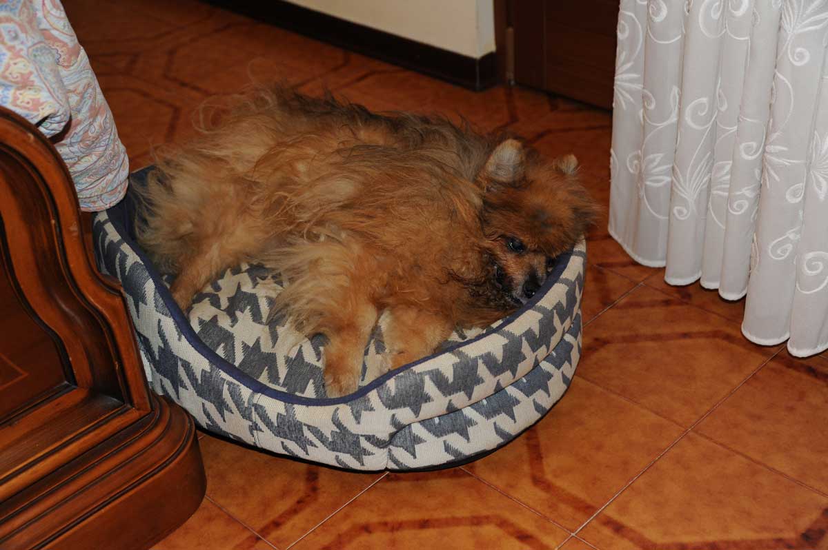 astor-2-giugno-2000-28-ottobre-2015-