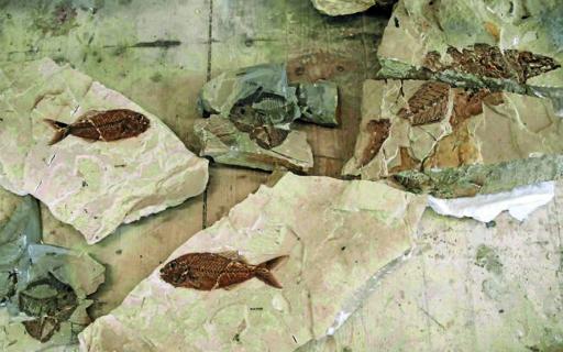 bolca-fossili
