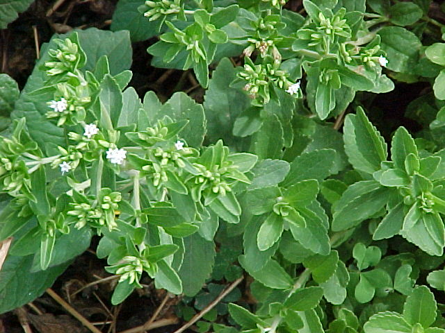 Stevia_rebaudiana_p3