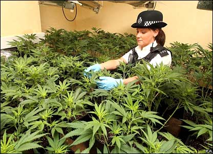 cannabis