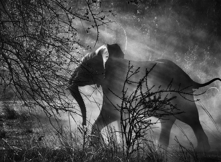 salgado-elefante
