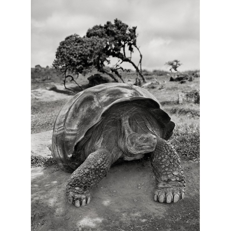 salgado-tartaruga