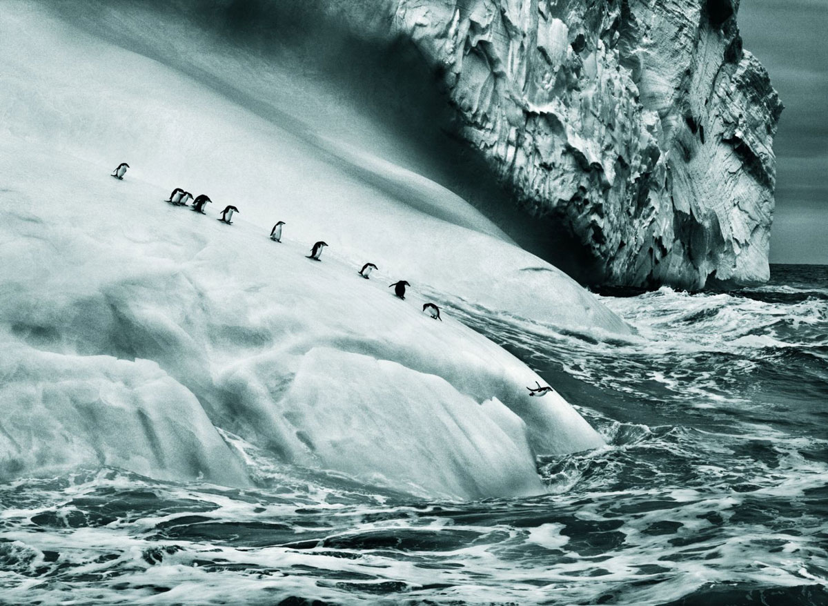 sebastiao-salgado-genesi-penguins-1200