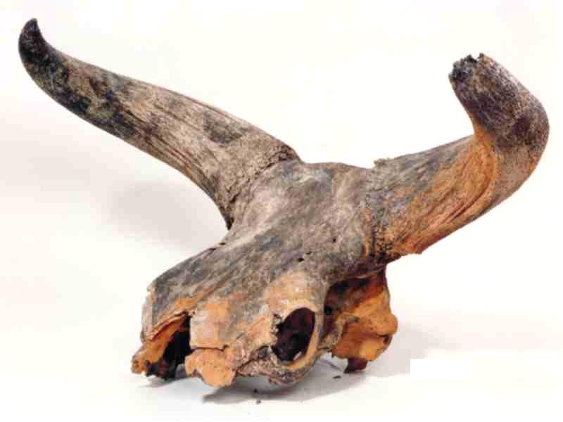 bos-1