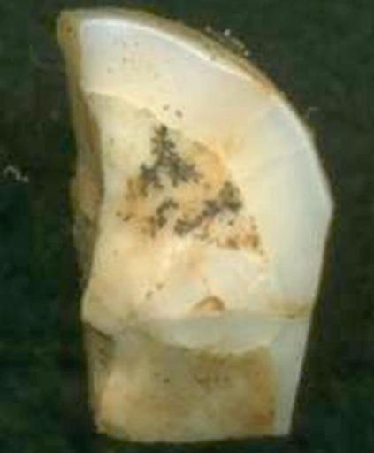 frammento di dente fumane grotta solinas