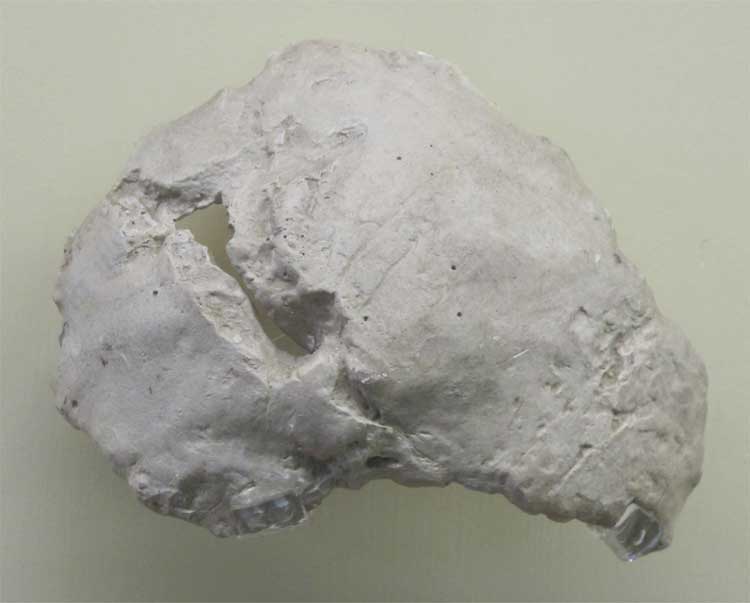 occipitale-neandertal-riparo-mezzena.750