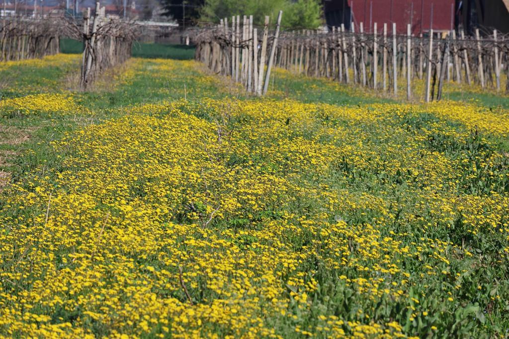 C’ERA UNA VOLTA IL TARASACCO DETTO ANCHE PISSACANI O BRUSAOCI