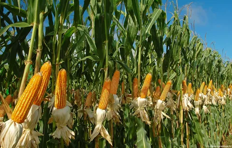 VEGETALI CHE UCCIDONO. POLENTA E LA PELLAGRA